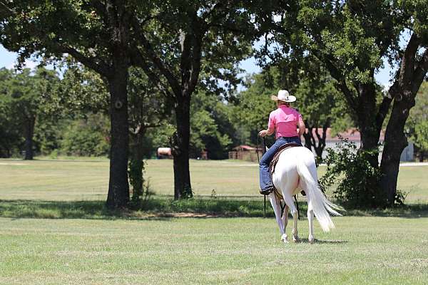 performance-quarter-horse