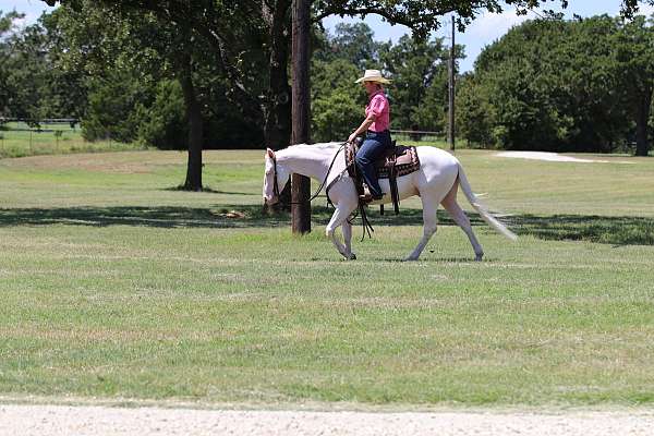 ranch-quarter-horse