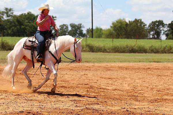 reining-quarter-horse