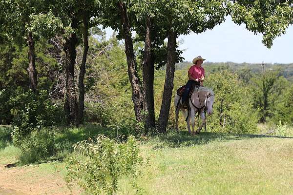 show-quarter-horse