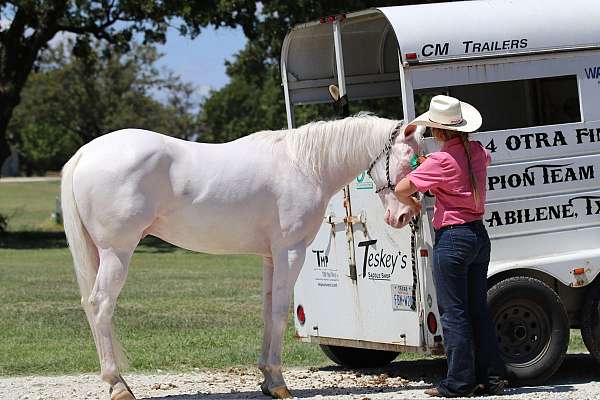 trail-quarter-horse
