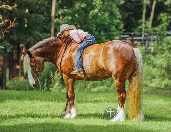 silb-draft-horse
