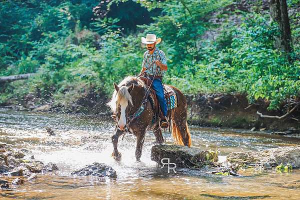 silb-jumping-horse