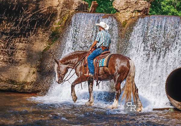 silb-lesson-horse
