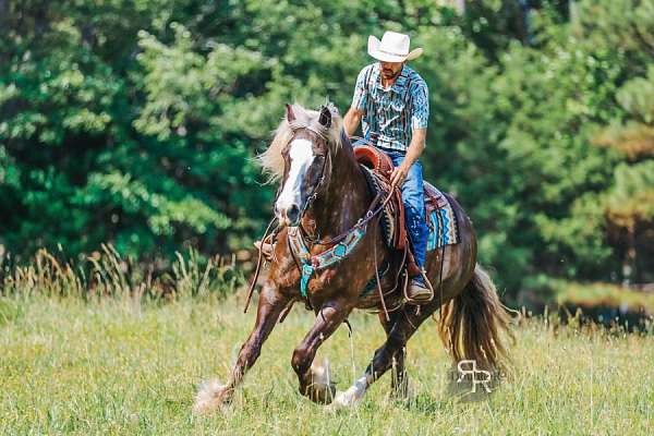 beginner-gypsy-vanner-horse