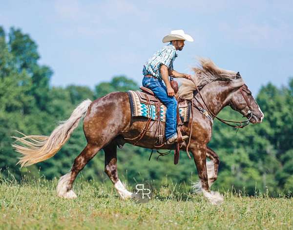 cross-gypsy-vanner-horse