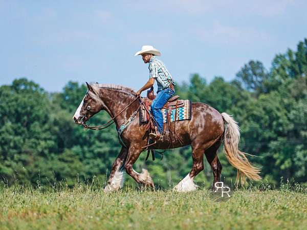 draft-gypsy-vanner-horse