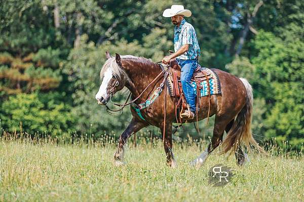 flashy-gypsy-vanner-horse