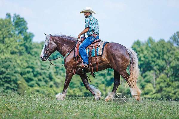 kid-safe-gypsy-vanner-horse
