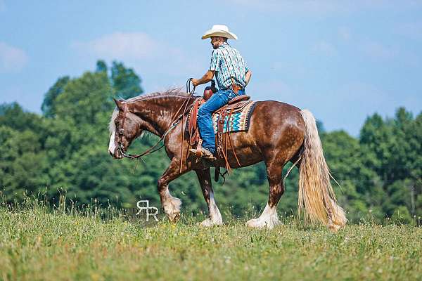 lesson-gypsy-vanner-horse