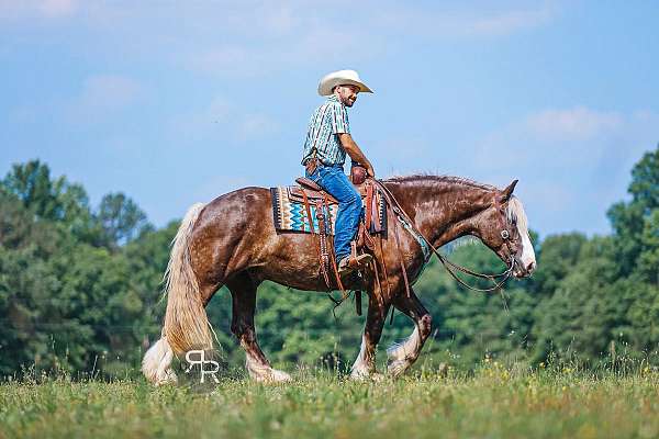 parade-gypsy-vanner-horse