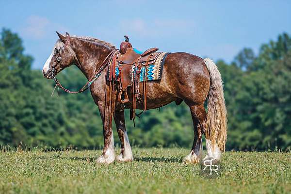 ridden-english-gypsy-vanner-horse