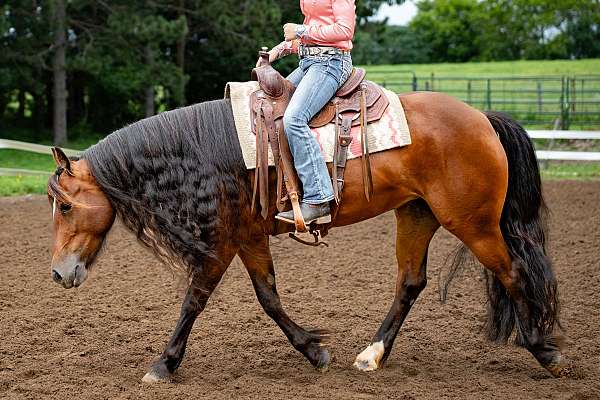 athletic-gypsy-vanner-horse
