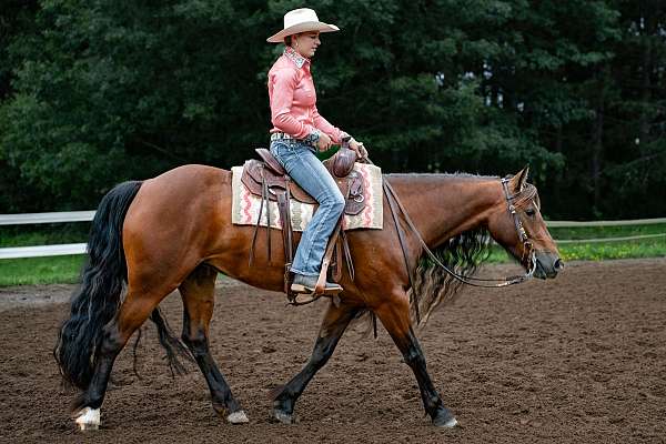 all-around-gypsy-vanner-horse