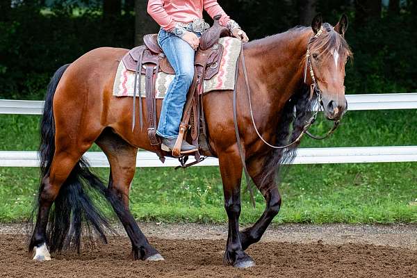 barrel-gypsy-vanner-horse