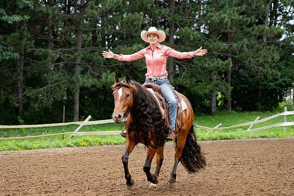 beginner-gypsy-vanner-horse