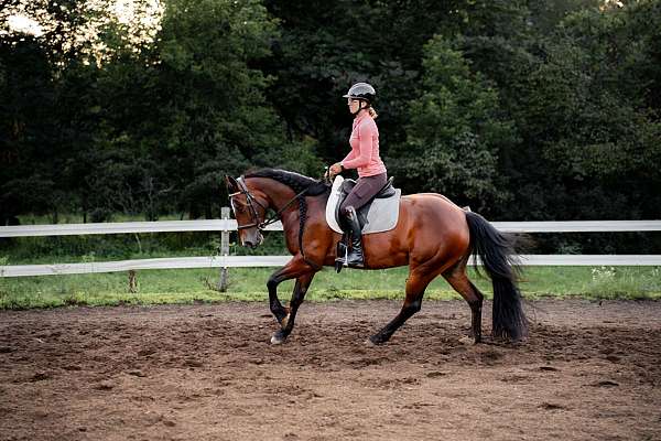 cross-gypsy-vanner-horse