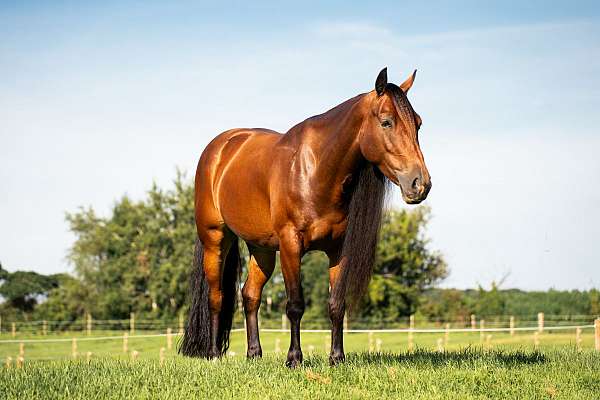 breeding-gypsy-vanner-horse