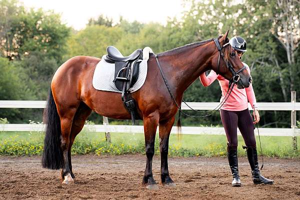 draft-gypsy-vanner-horse