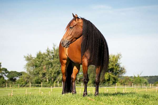 dressage-gypsy-vanner-horse