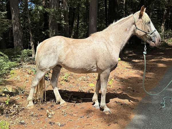 sabino-bald-face-stockings-horse