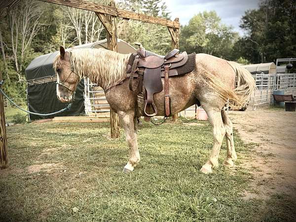 sabino-mustang-gelding