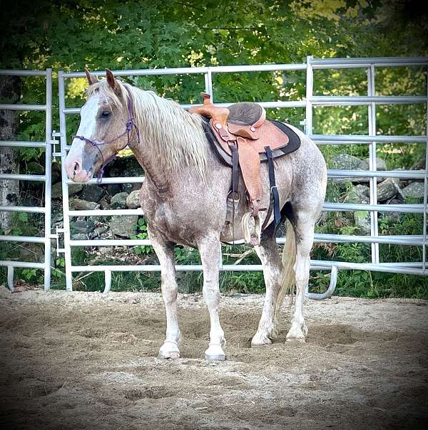 sabino-mustang-for-sale