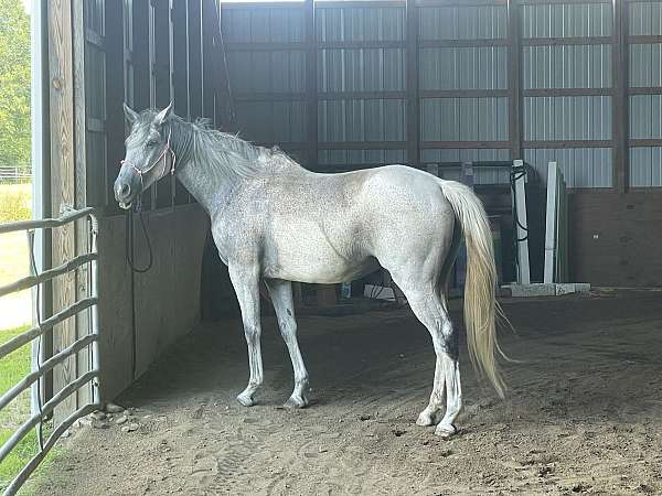 athletic-thoroughbred-horse