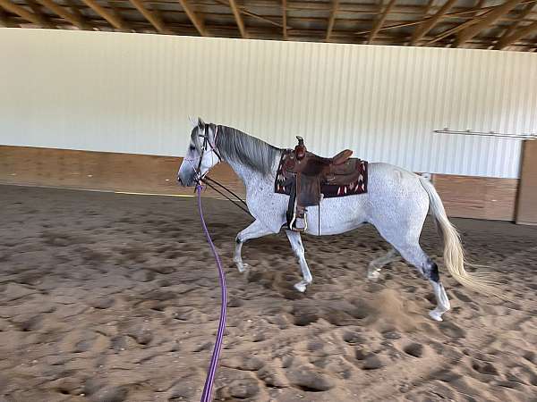 breeding-thoroughbred-horse