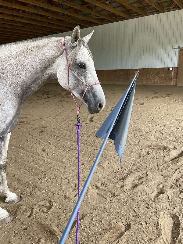 hunt-seat-equitation-thoroughbred-horse
