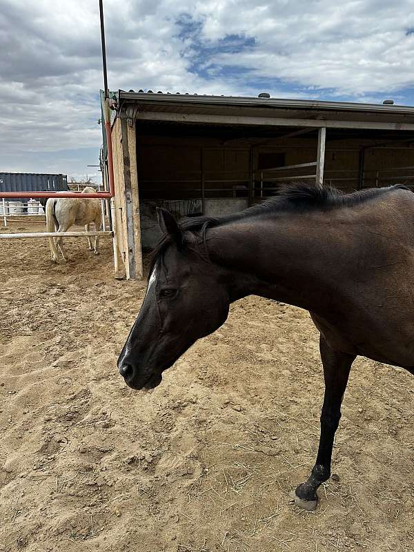 clever-trick-thoroughbred-horse