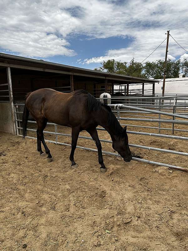 durable-thoroughbred-horse