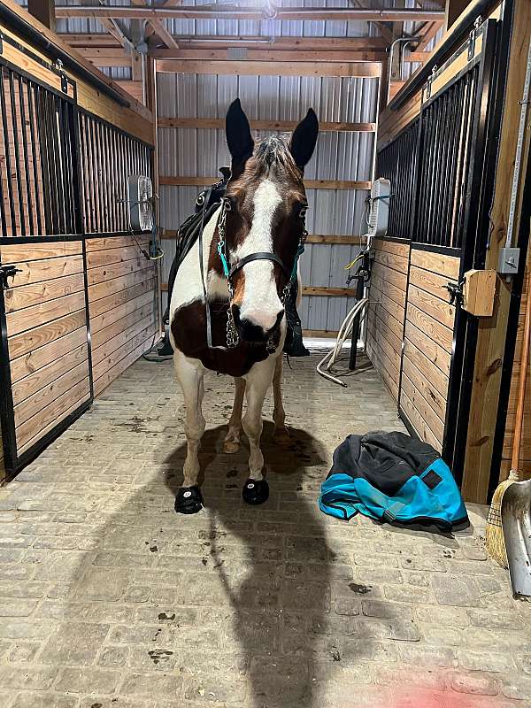 make-offer-paint-horse