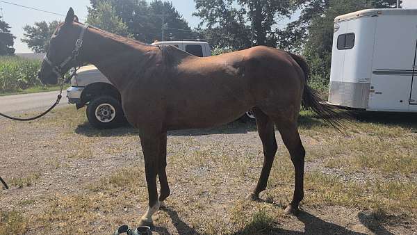all-around-thoroughbred-horse