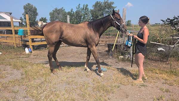 dressage-thoroughbred-horse