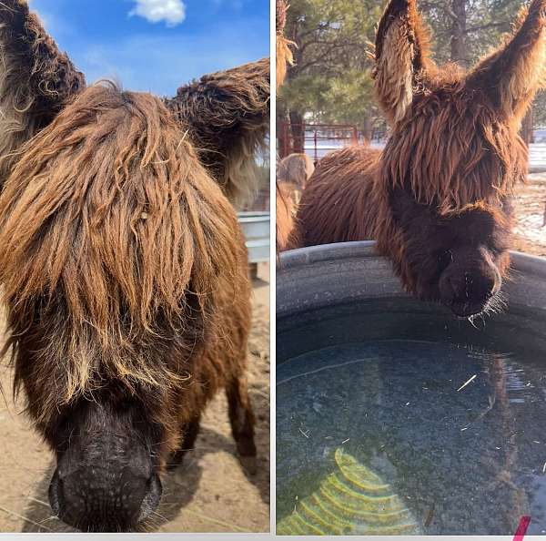 dark-noes-donkey