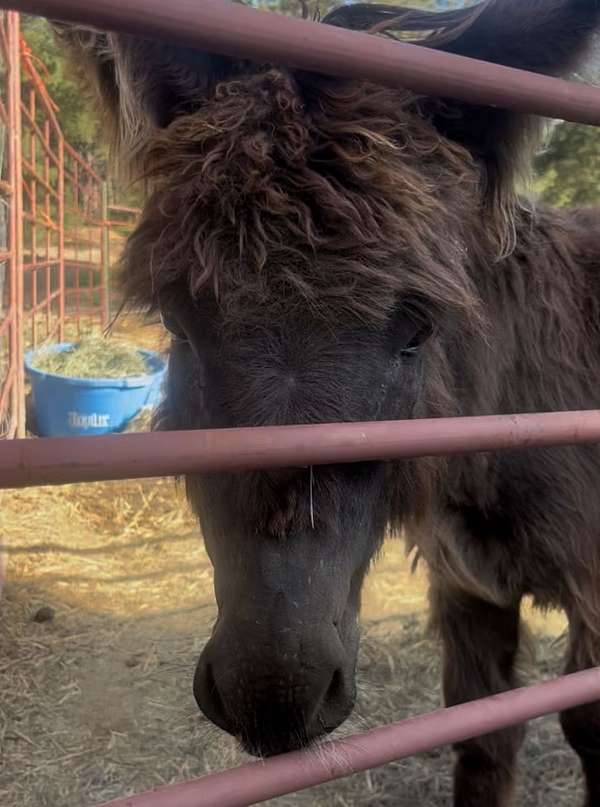 brown-dark-noes-donkey
