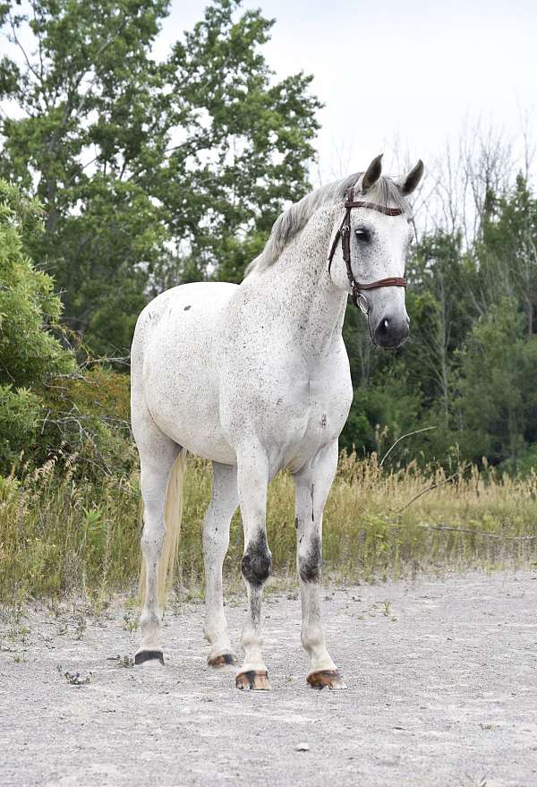 ridden-engl-warmblood-horse