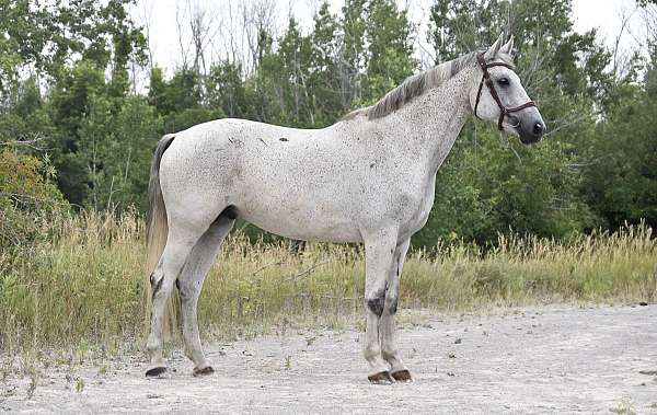 wb-gelding-horse