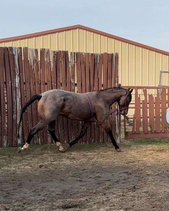 oklahoma-stallion