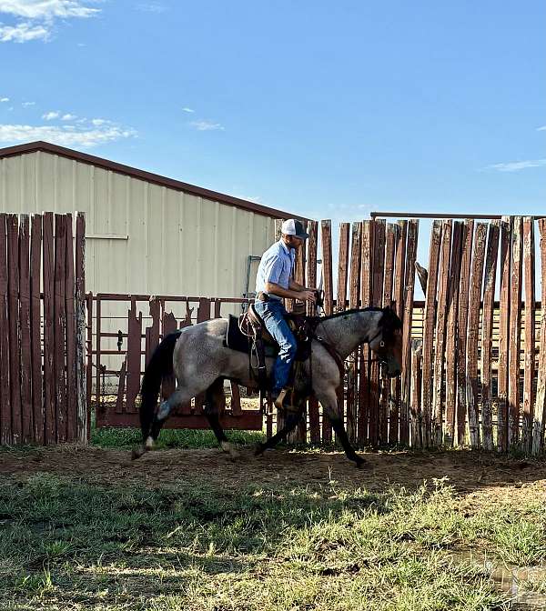 pat-cowan-stallion