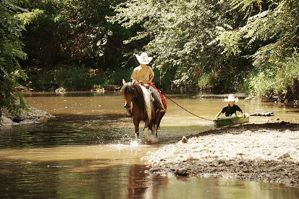 athletic-pony
