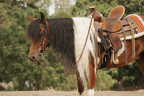 parade-pony