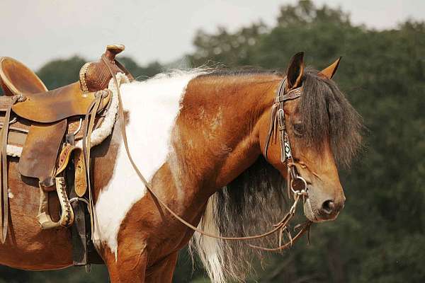 ranch-pony