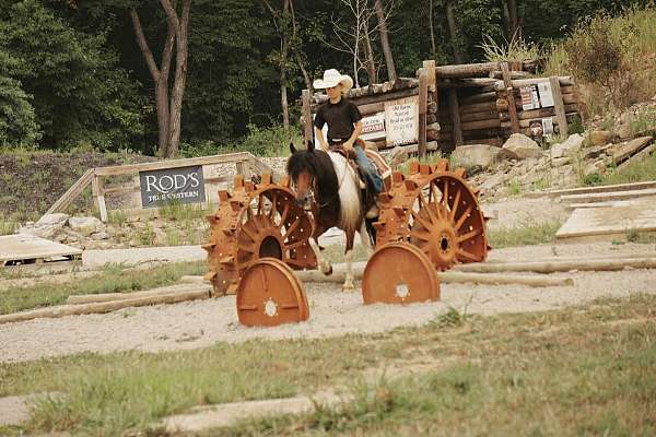 show-pony