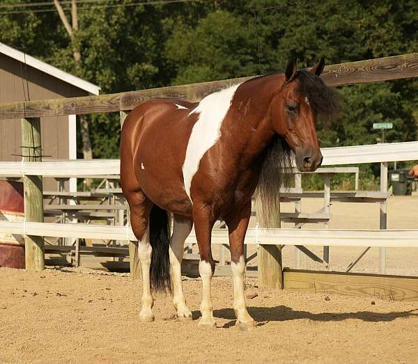 trail-pony