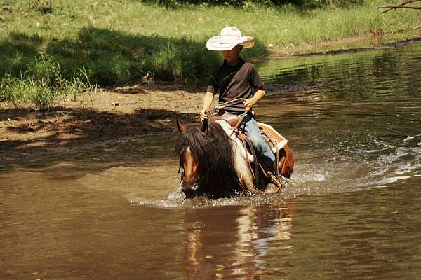 trail-riding-pony