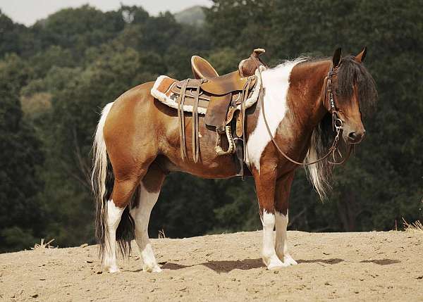 beginner-pony