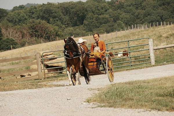 tobiano-all-around-pony