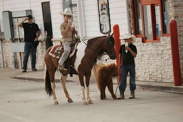 tobiano-athletic-pony